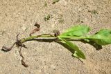 View full-size image Knautia montana
