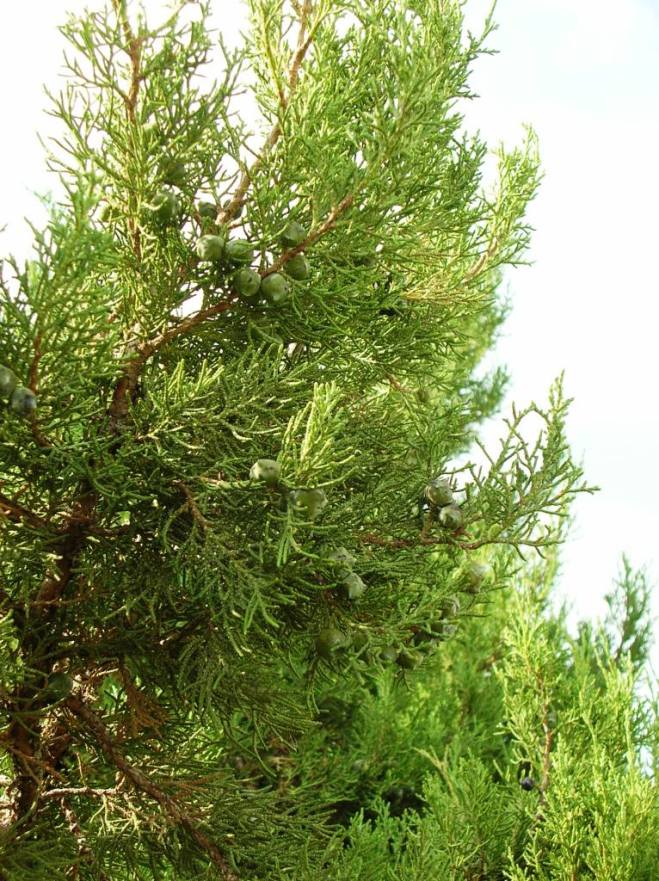 Image of Juniperus polycarpos specimen.