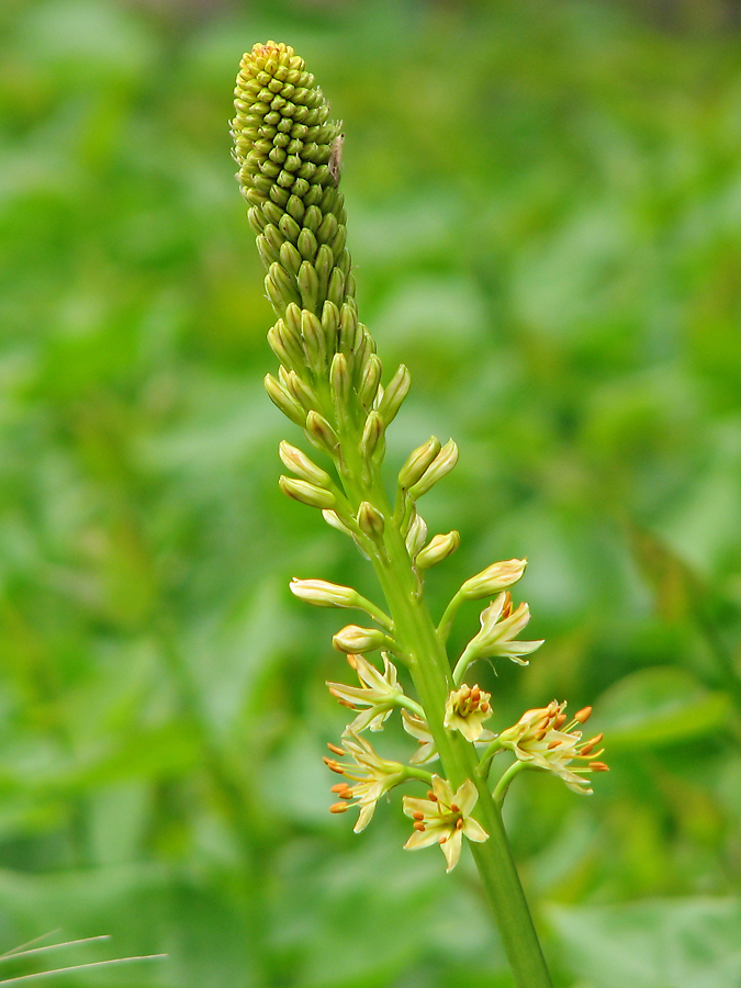 Image of Eremurus spectabilis specimen.