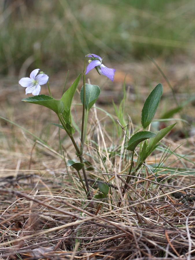 Image of Viola canina specimen.