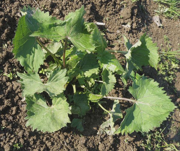 Image of genus Ligularia specimen.