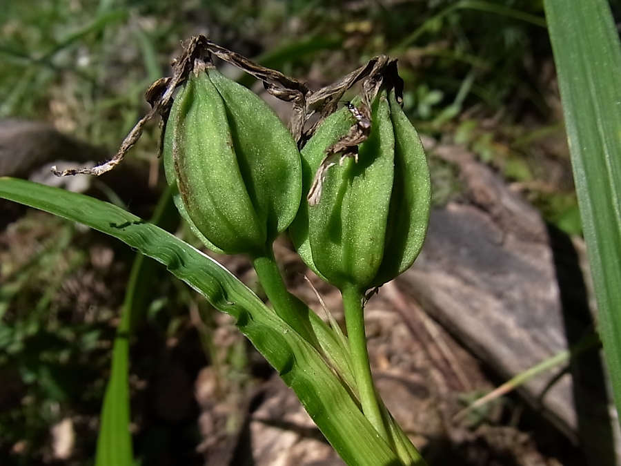 Изображение особи Iris graminea.