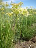 Allium flavescens. Цветущее растение. Украина, Николаевская обл., Еланецкий р-н, заповедник \"Еланецкая степь\", склон балки Роза. 02.07.2011.