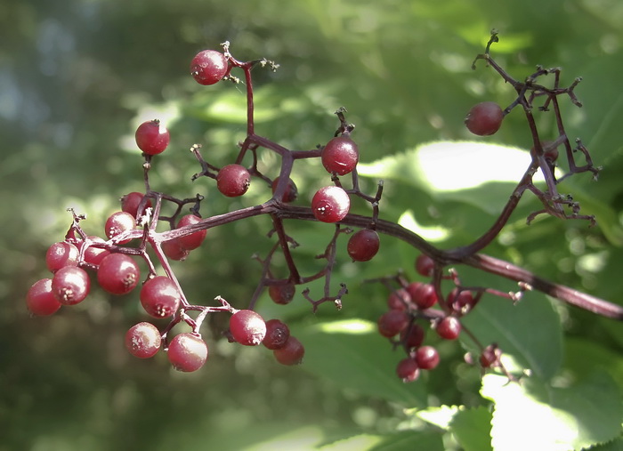 Image of Sambucus racemosa specimen.