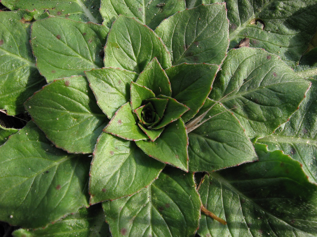 Image of genus Oenothera specimen.