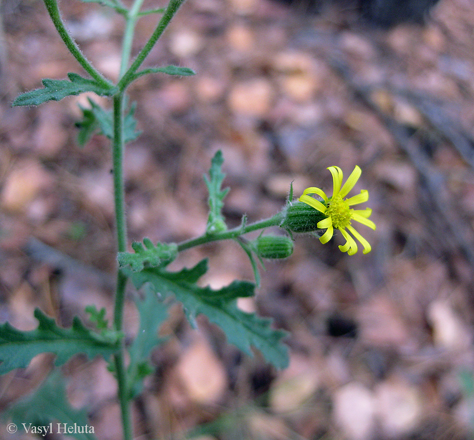 Изображение особи Senecio viscosus.