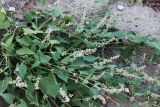 Fallopia convolvulus