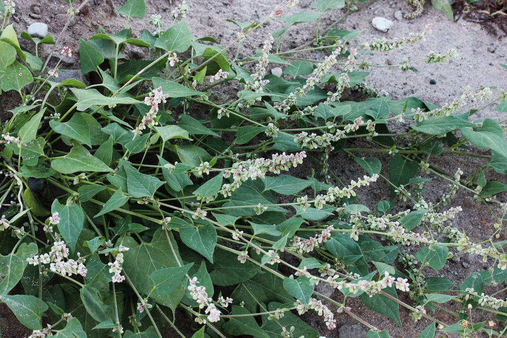 Изображение особи Fallopia convolvulus.