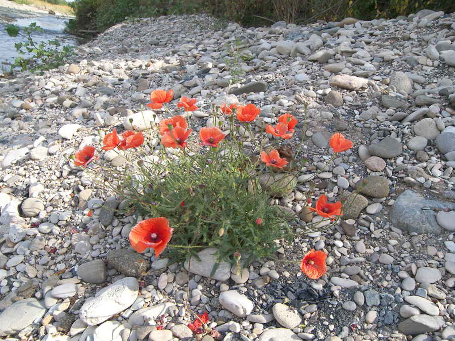 Изображение особи Papaver rhoeas.