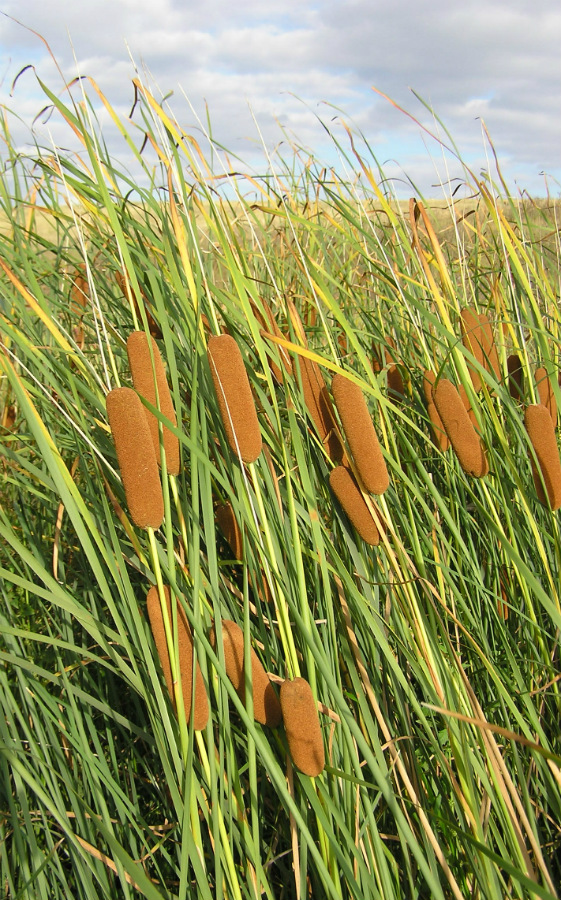 Image of Typha tichomirovii specimen.