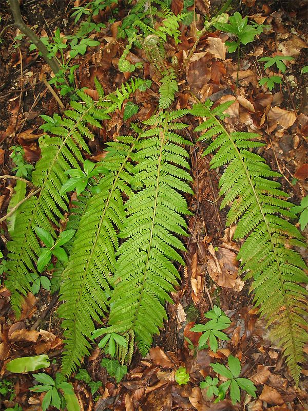 Image of Polystichum aculeatum specimen.