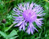 Centaurea jacea. Соцветие. Чувашия, Моргаушский р-н, у дороги к дер. Шомиково, опушка леса. 12.07.2011.