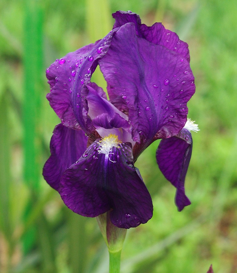 Image of genus Iris specimen.