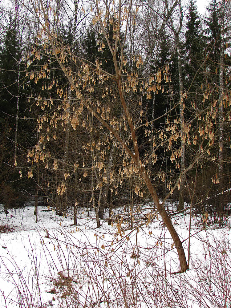 Image of Acer negundo specimen.