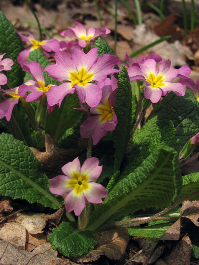 Изображение особи Primula vulgaris.