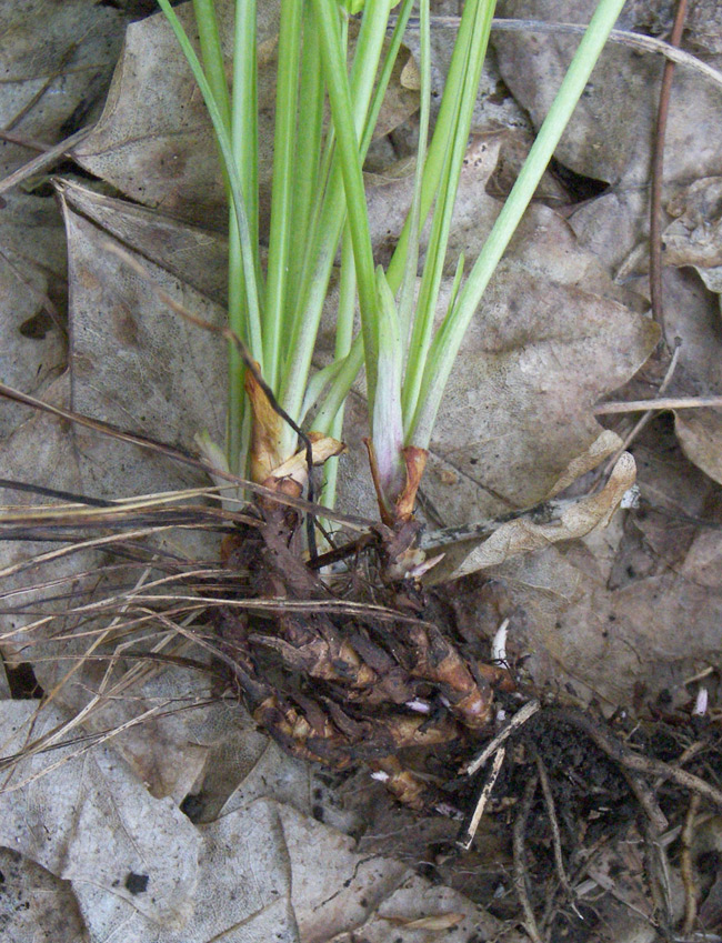 Image of Viola mirabilis specimen.