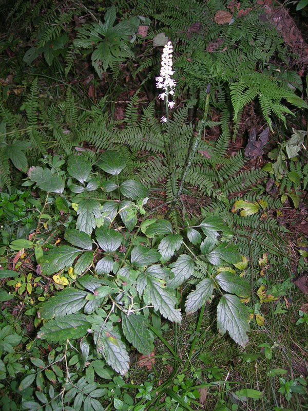 Image of Cimicifuga simplex specimen.