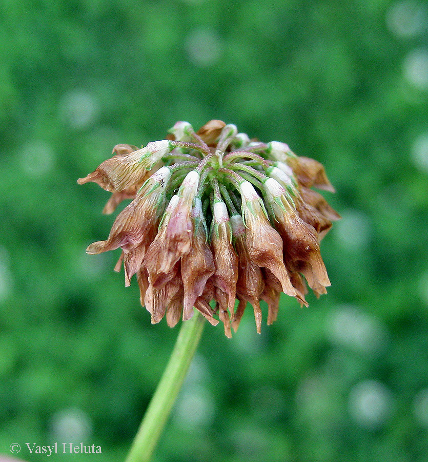 Image of Trifolium hybridum specimen.