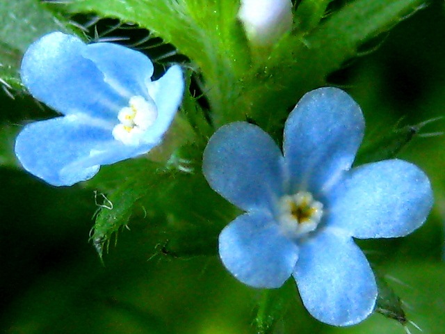 Image of Lappula squarrosa specimen.