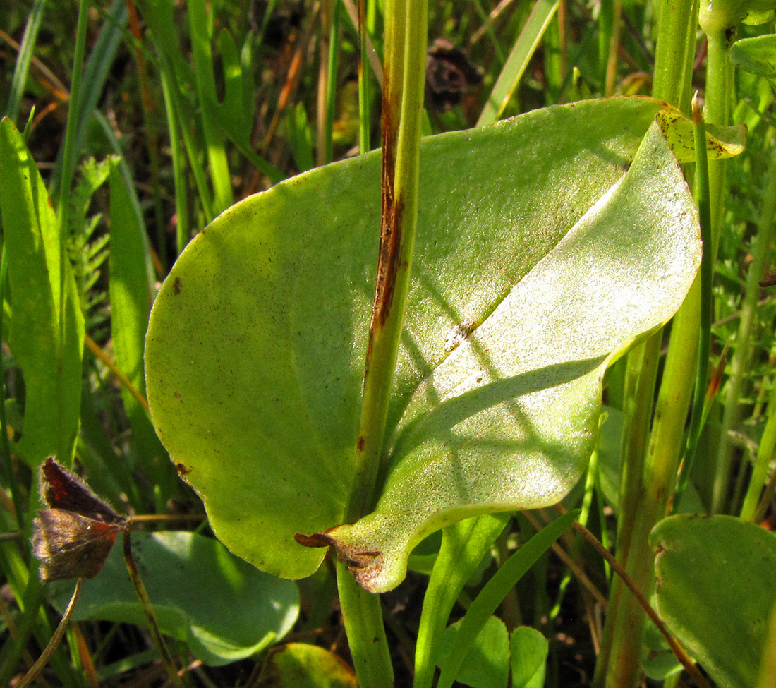 Image of Parnassia palustris specimen.