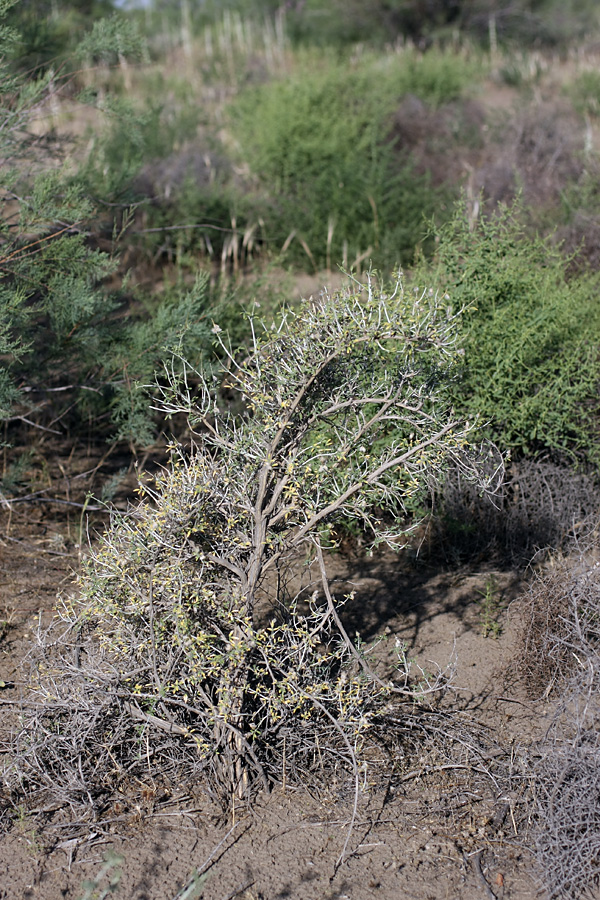 Image of genus Astragalus specimen.