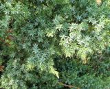 Juniperus chinensis. Часть кроны (культивар 'Blue Alps'). Венгрия, Боршод-Абауй-Земплен, окр. г. Мишкольц, территория aвтозаправки. 01.09.2012.
