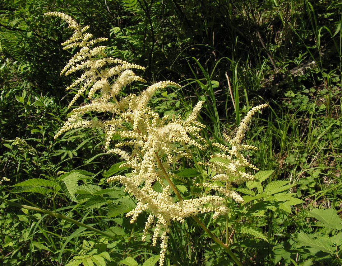 Изображение особи Aruncus dioicus.