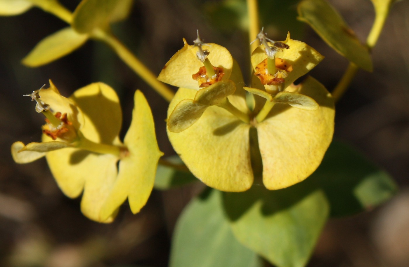 Image of Euphorbia goldei specimen.