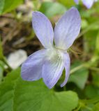 род Viola. Цветок. Крым, Ялта, окр. водопада Учан-Су. 16.05.2009.