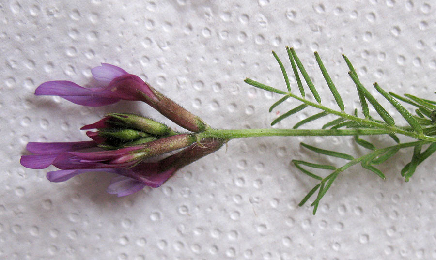 Image of Astragalus callichrous specimen.