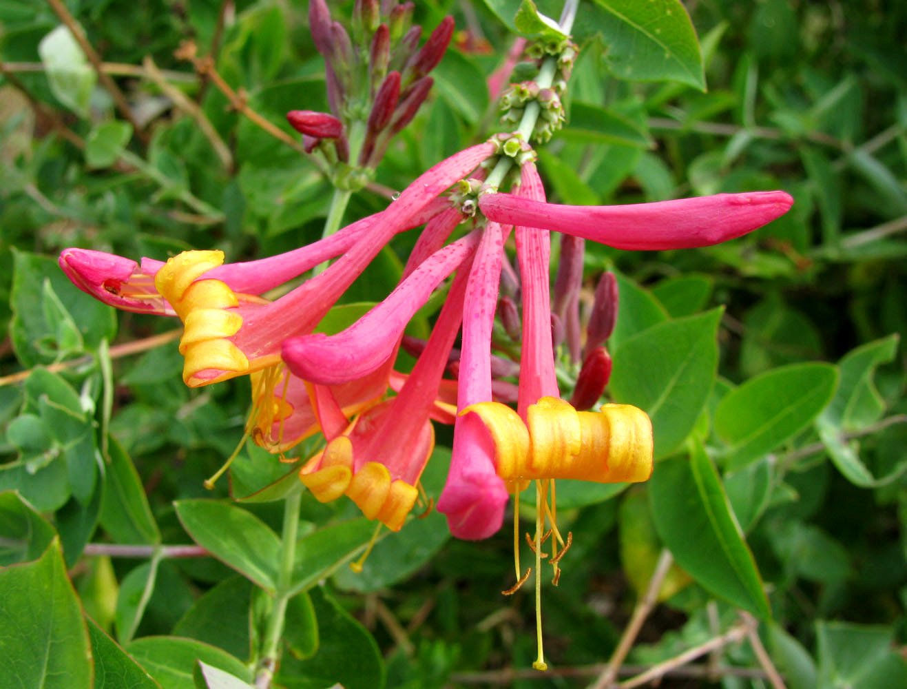 Image of Lonicera &times; heckrottii specimen.