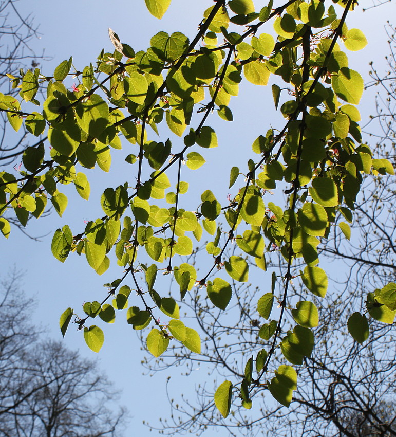 Image of Cercidiphyllum magnificum specimen.