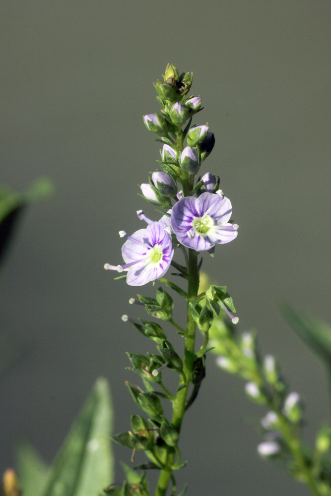 Image of Veronica anagallis-aquatica specimen.