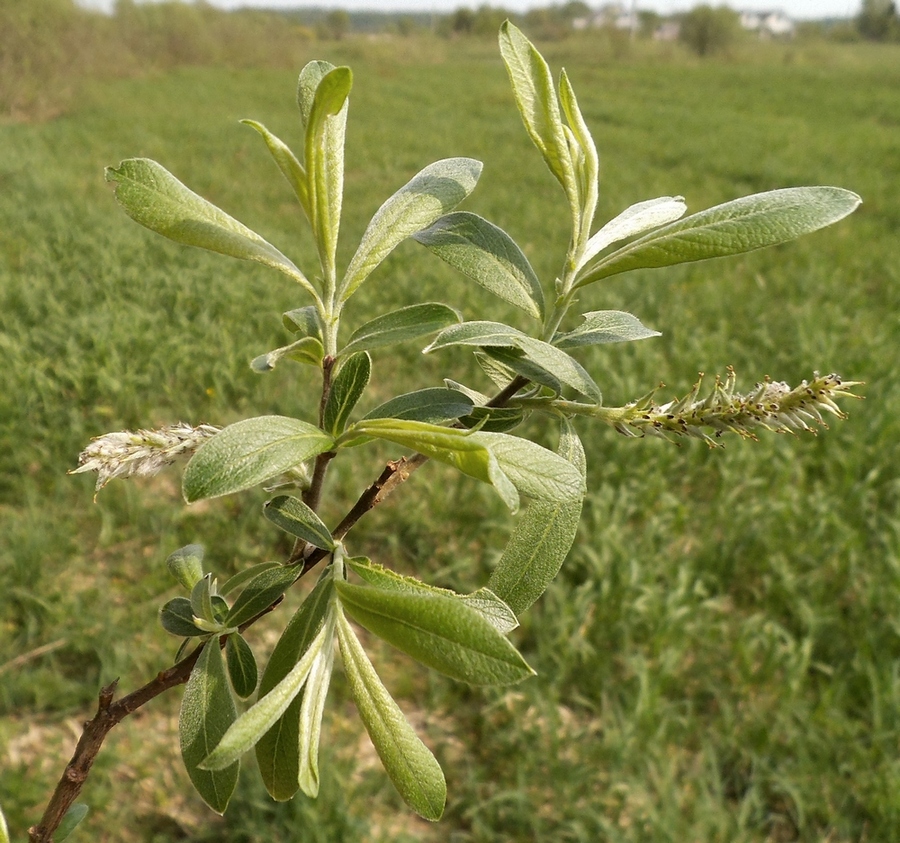 Изображение особи Salix gmelinii.