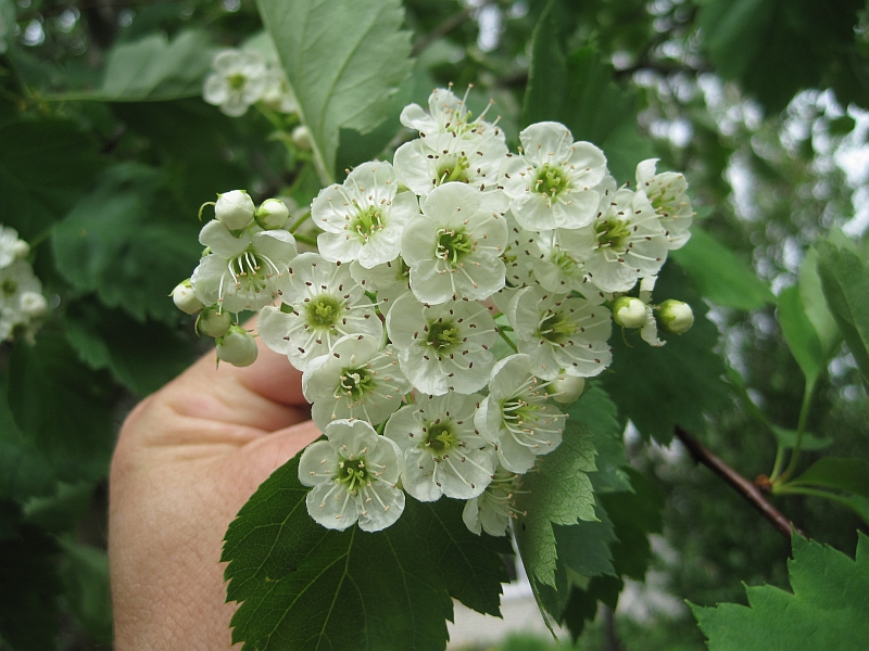 Image of genus Crataegus specimen.