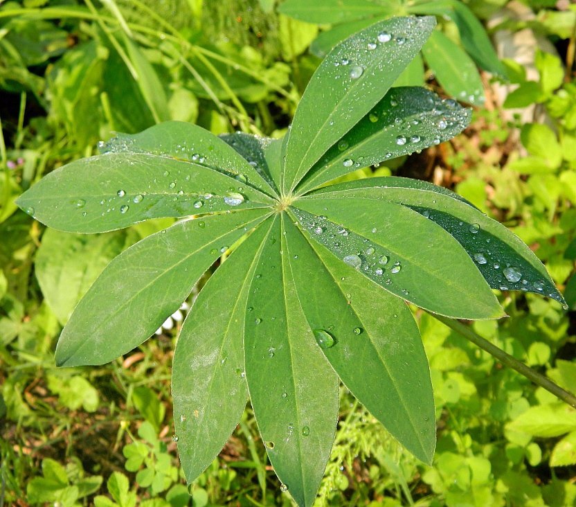 Изображение особи Lupinus polyphyllus.