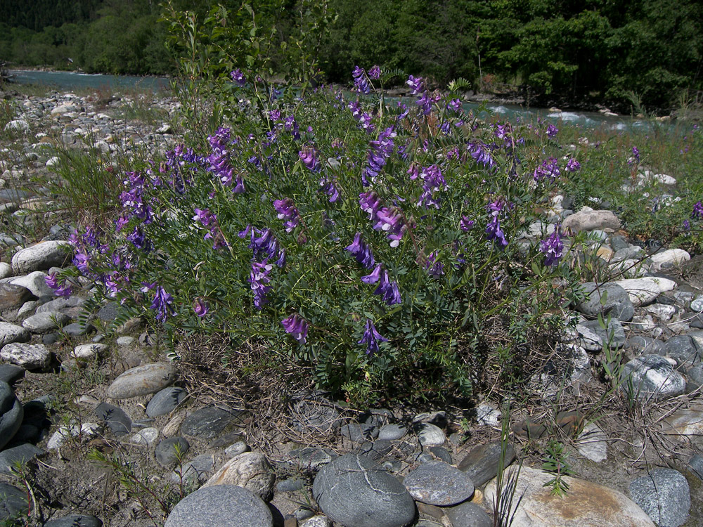 Image of Vicia sosnowskyi specimen.