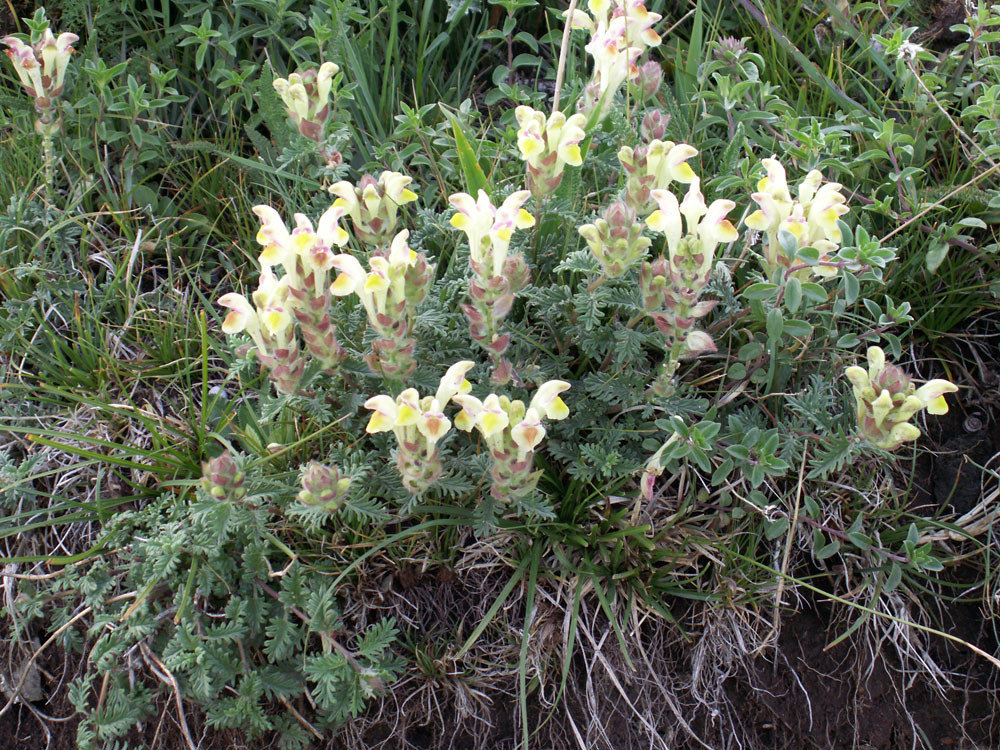 Image of Scutellaria przewalskii specimen.