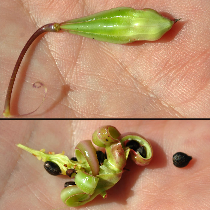 Image of Impatiens glandulifera specimen.