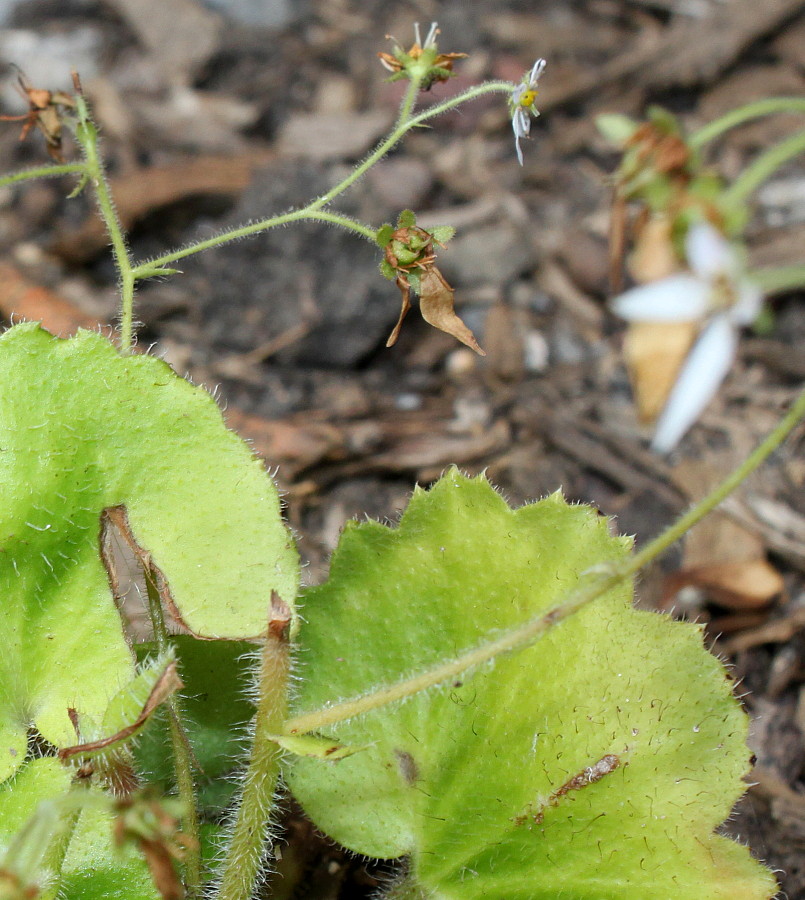 Image of Saxifraga hirsuta specimen.