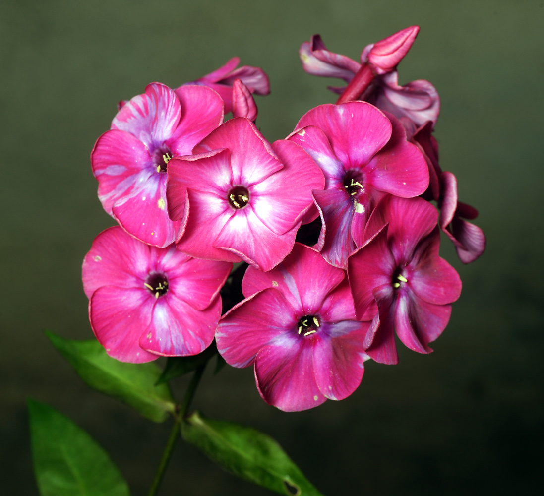 Image of Phlox paniculata specimen.