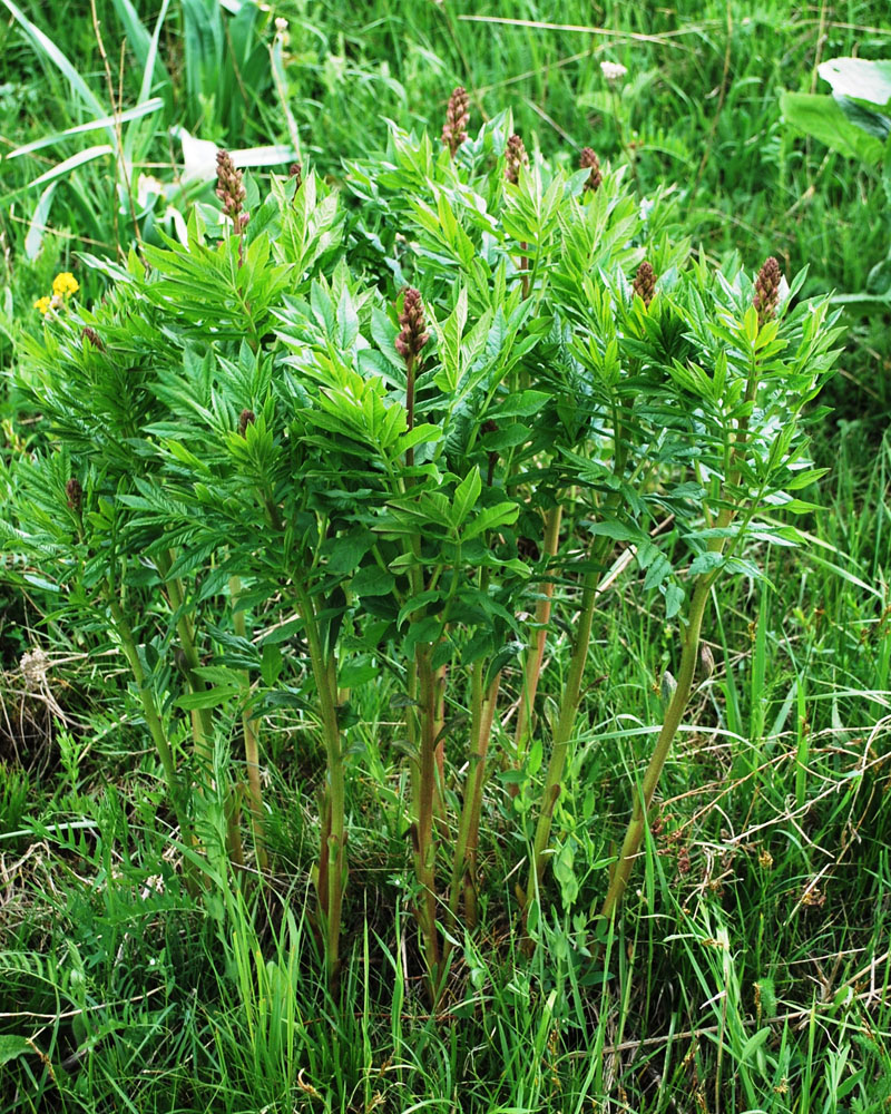 Image of Dictamnus angustifolius specimen.