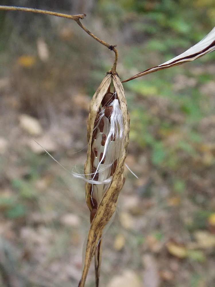 Image of Vincetoxicum hirundinaria specimen.