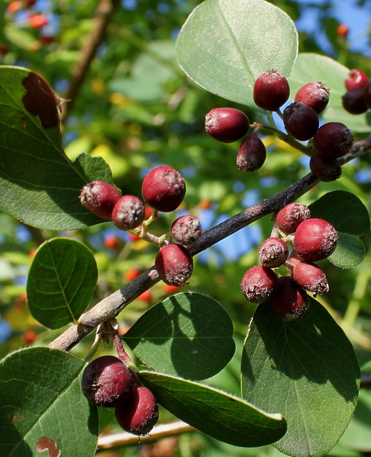 Image of genus Cotoneaster specimen.