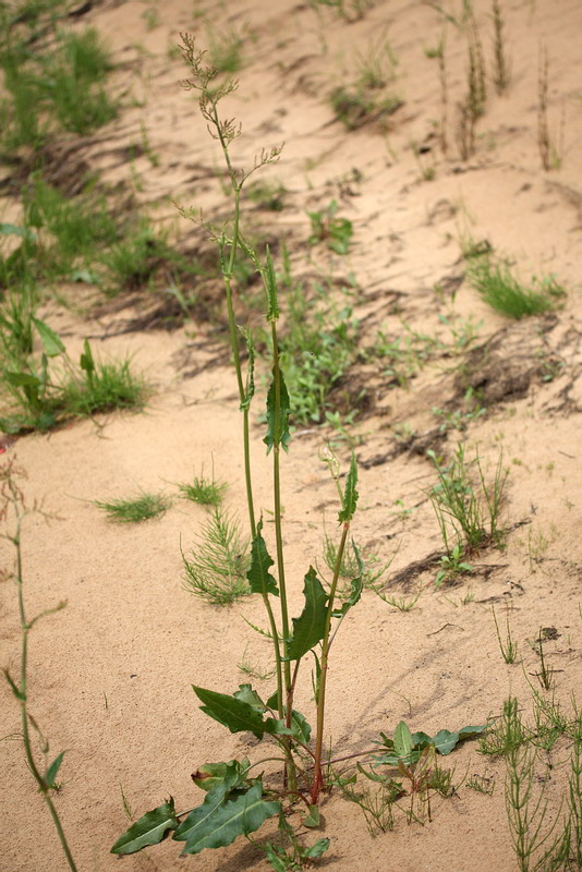 Image of Rumex thyrsiflorus specimen.