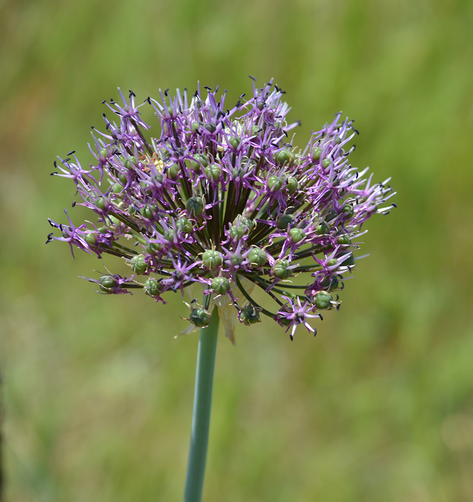 Image of Allium cyrilli specimen.