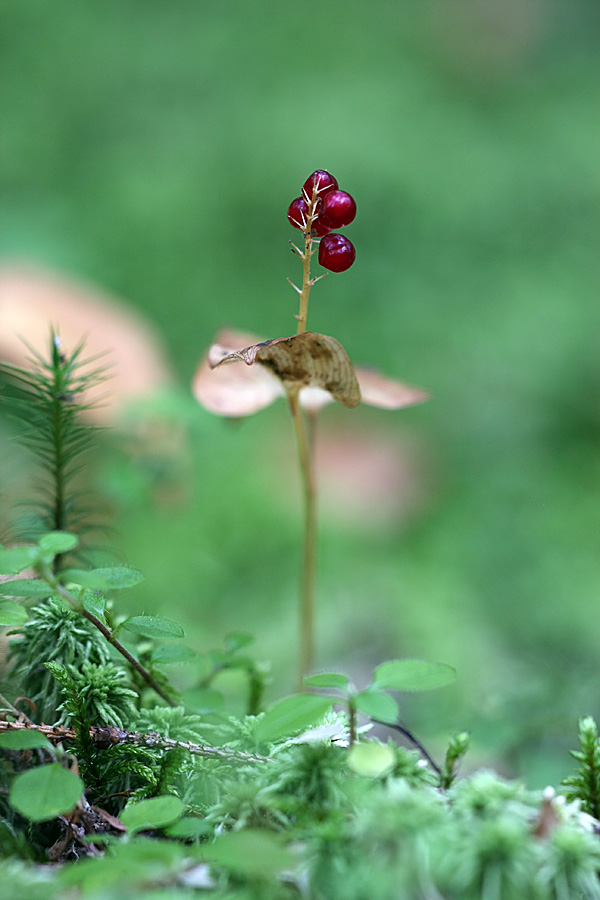 Image of Maianthemum bifolium specimen.