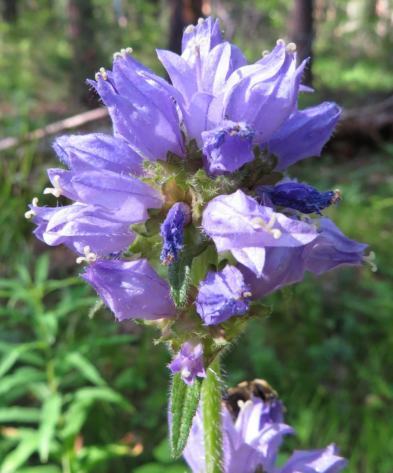 Изображение особи Campanula cervicaria.