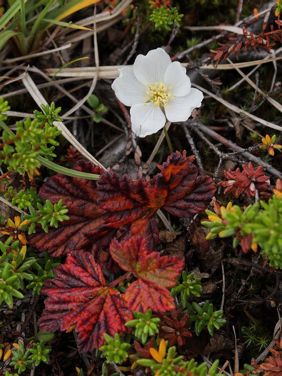 Изображение особи Rubus chamaemorus.