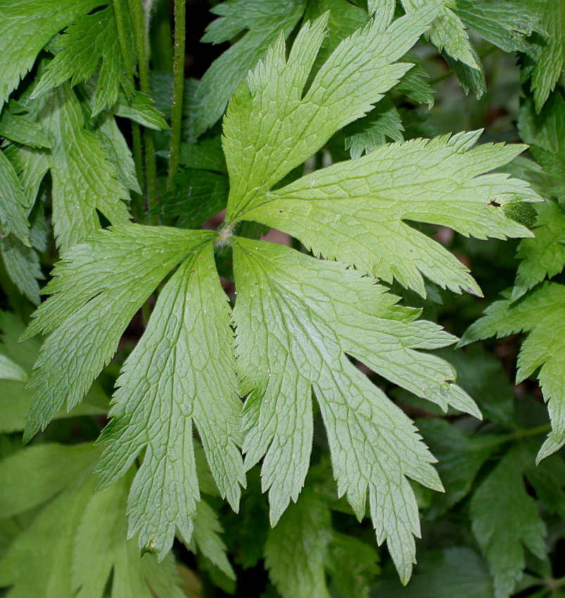 Image of genus Anemone specimen.